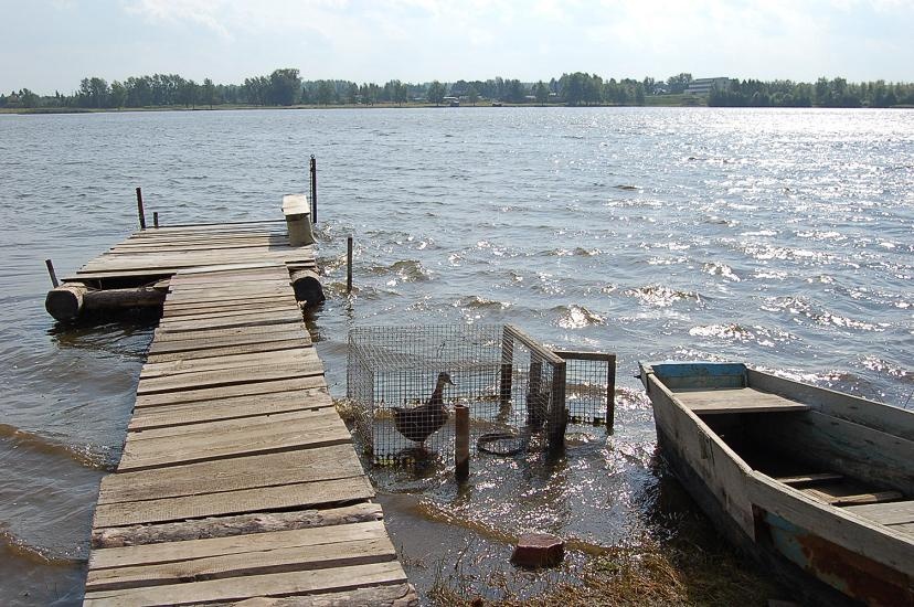 Ente. kl.JPG - ...keine Freundin und auch keine Verwandte, aber auch ein Freigaenger. 
